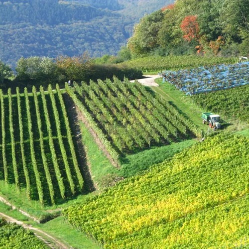 Erhard Heitlinger - Weinbusiness Beratung