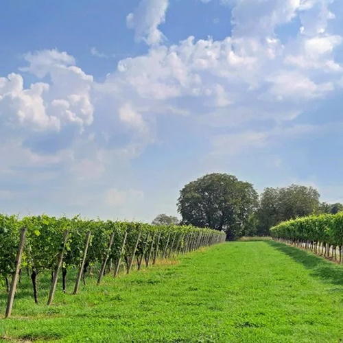 Erhard Heitlinger - Weinbusiness Beratung