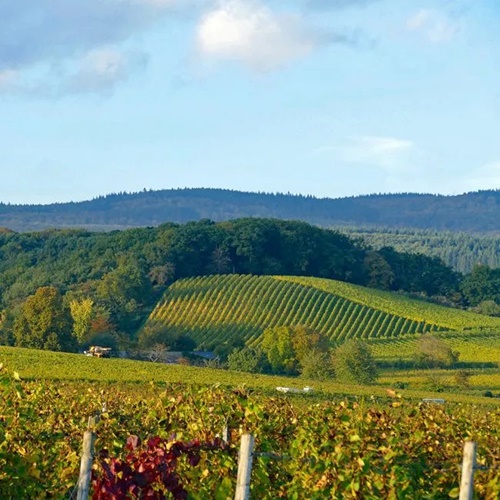 Erhard Heitlinger - Weinbusiness Beratung