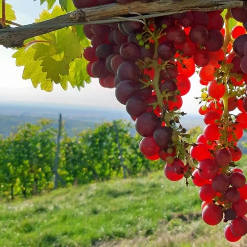 Erhard Heitlinger - Weinbusiness Beratung