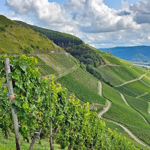 Erhard Heitlinger - Weinbusiness Beratung