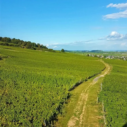 Erhard Heitlinger - Weinbusiness Beratung