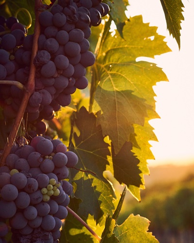 <h1 style="font-size: 28px; line-height: 1.25; margin: 0; color: white;">Burgund</h1>