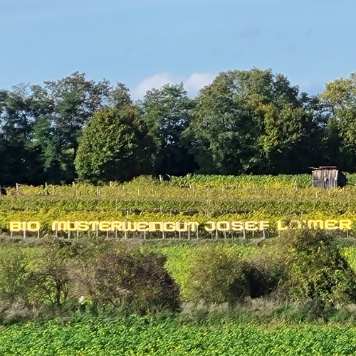 Weingut Loimer