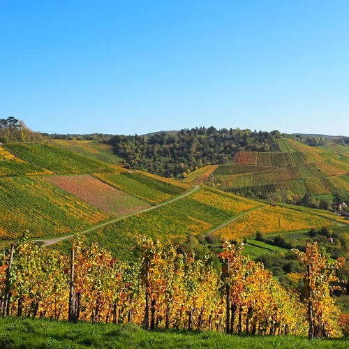 Weinbau Wieder