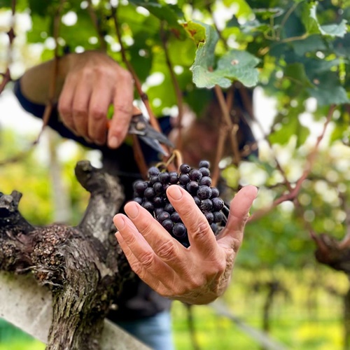 Weingut Bergmannhof