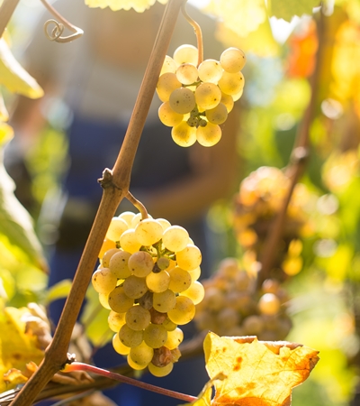 Weinort Naturns
