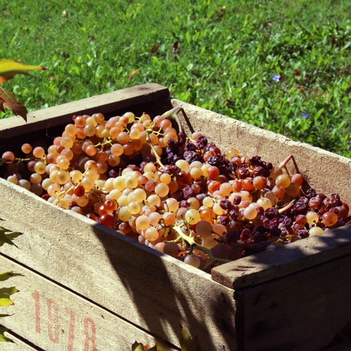 Wein Gewürztraminer