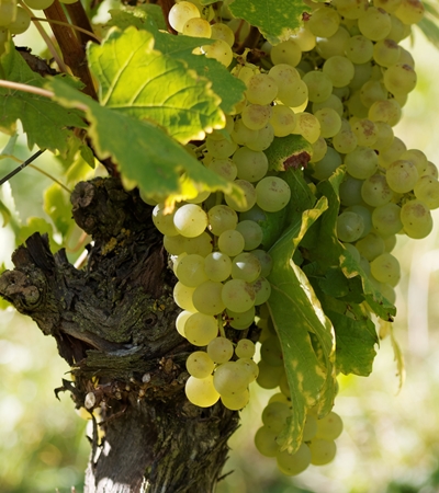 Weinrebe