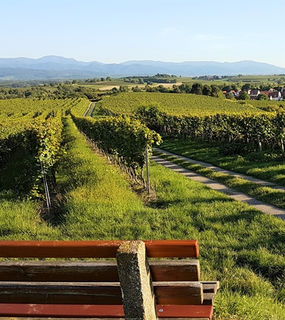 Weinort Breisach