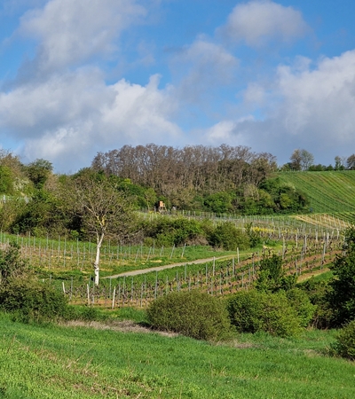 Weinort Gau-Weinheim