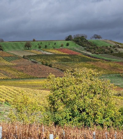 Weinort Gau-Weinheim