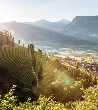 Weinort Tramin - Gewürztraminer