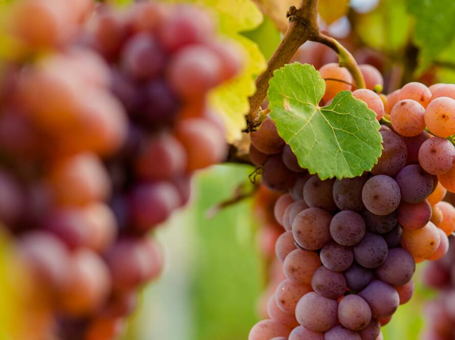 Weinort Tramin - Gewürztraminer