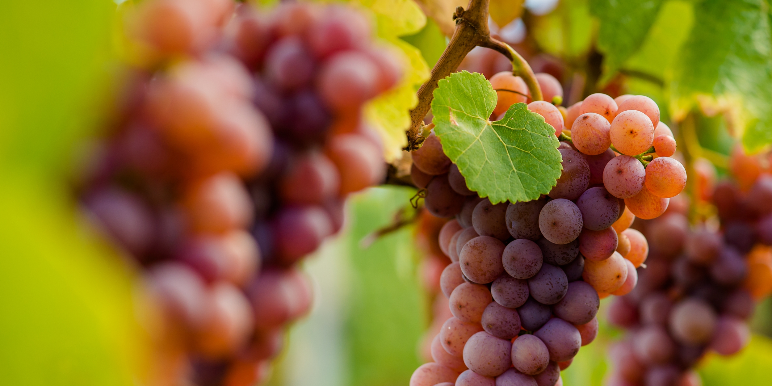 Der Gewürztraminer