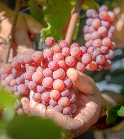 Tramin - Gewürztraminer