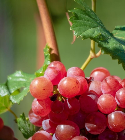 Tramin - Gewürztraminer