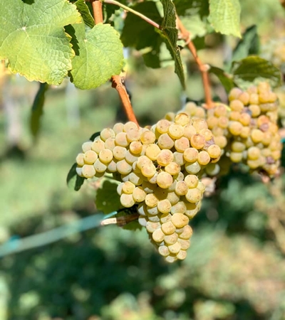 Weinort Heidadorf Visperterminen