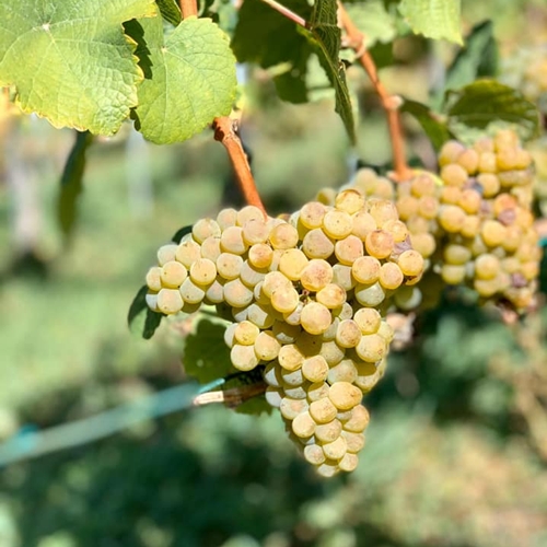 Weinort Heidadorf Visperterminen