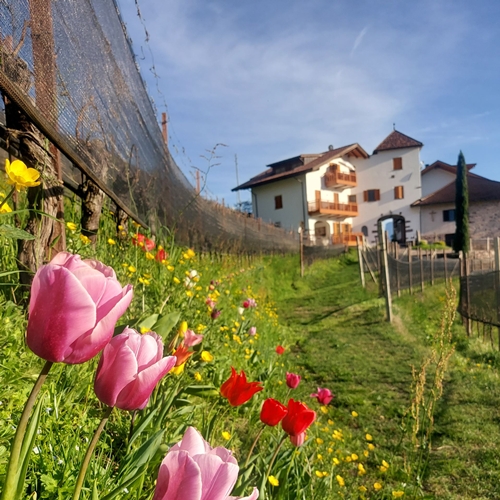 Weingut Pflanzer Hof