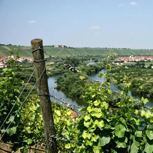 Weingut am Vögelein