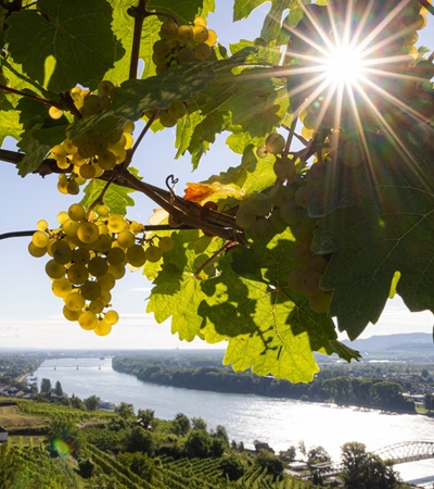 Wagram Wein