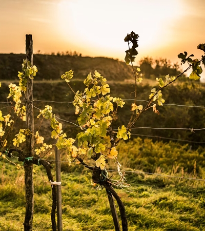 Wagram Wein