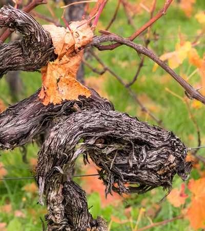 Weinreben