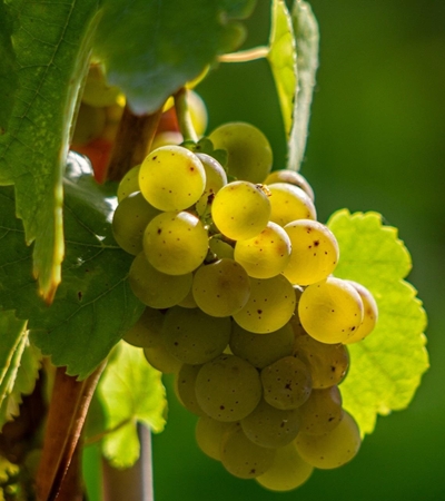 Weißwein
