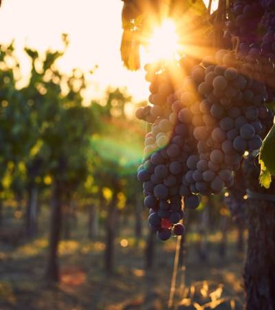 bild-italien (6)-5 Weinberg