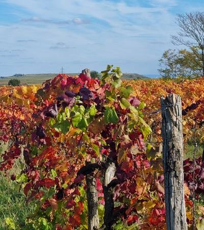 Weingut Loimer