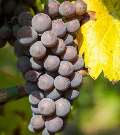 bild-traube-5 Bild Traube