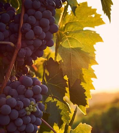 bild-weingut-2-41 Weinreben