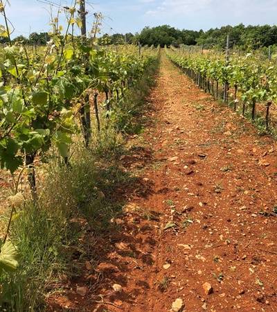 Weingut Trapan