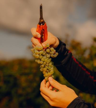 Weingut Gehring