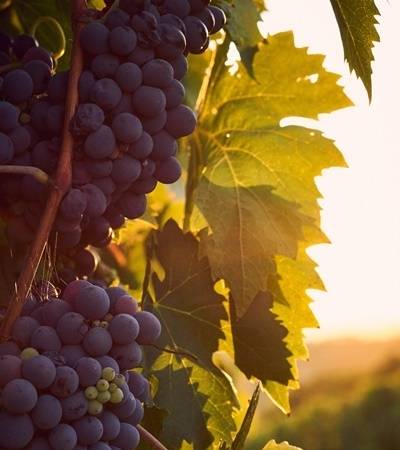 bild-weintrauberot-4 Weinreben