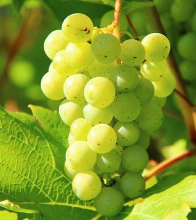 bild-weissetraube-5- Traube weiss