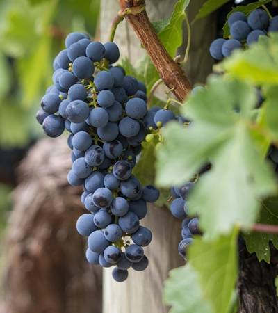 Weintrauben