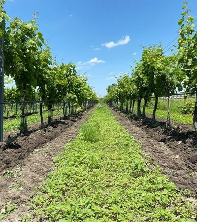 foto-allachermax (32)-4 Weingut Allacher