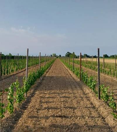 Azienda Agricola Bardi