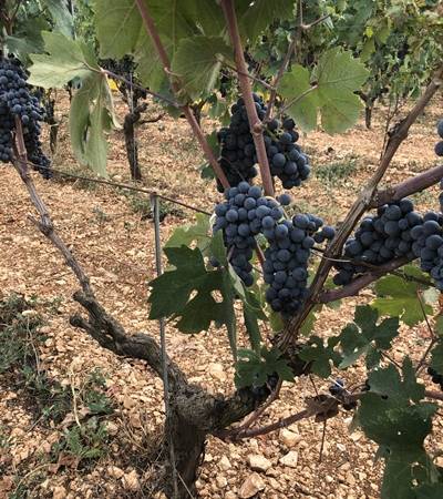 Az.Agr.Petrera Pasquale - Fatalone