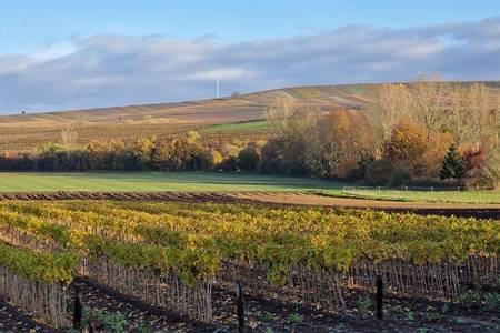 Weinort Gau-Weinheim