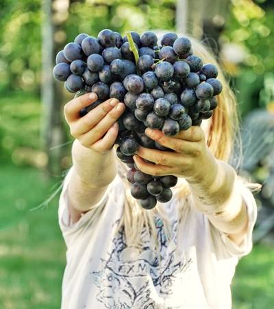 Weingut Hännsl am Ort