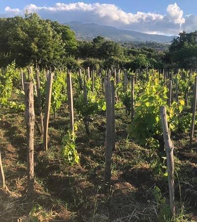 Marchese delle Saline