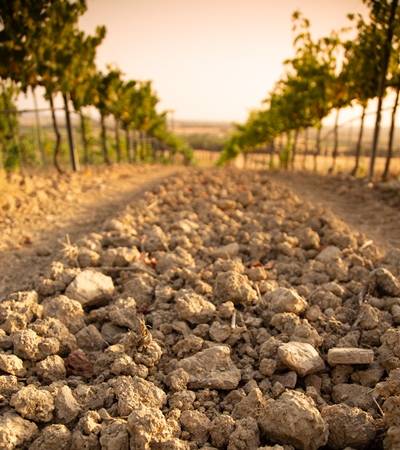foto-morisfarms (6)-4 Morisfarms Wines