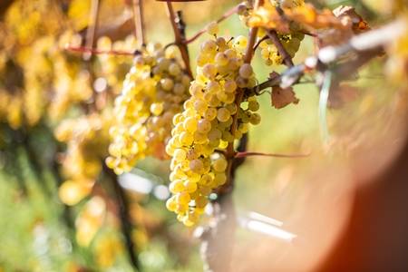 Weinort Naturns