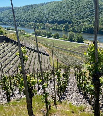 Schneiders Die Weinmanufaktur