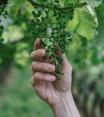 Weingut Sonnleiten