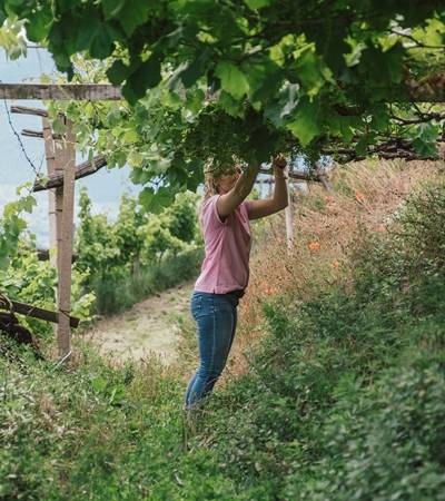 Weingut Sonnleiten