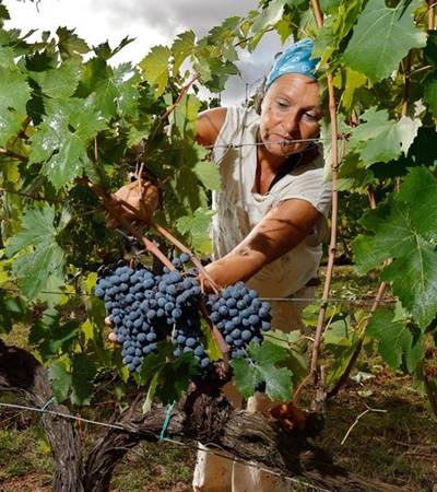 Tenuta di Trecciano